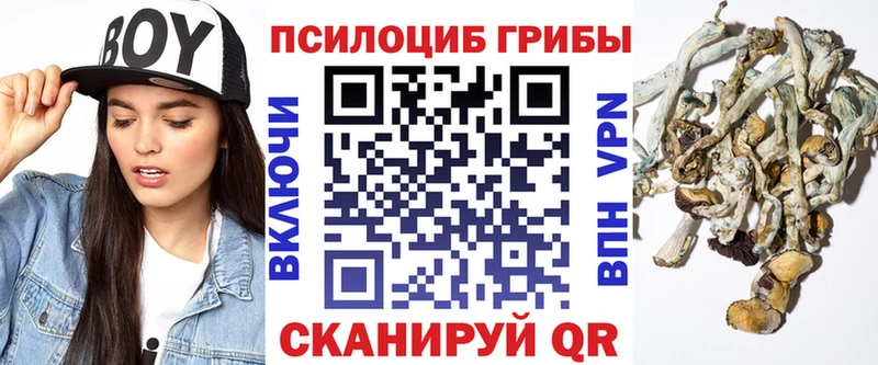 Псилоцибиновые грибы Cubensis  blacksprut как зайти  Городец 